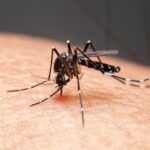 Manchas de Dengue em Bebês, Febre do Oropouche