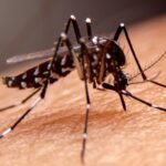dengue, Dengue Hemorrágica