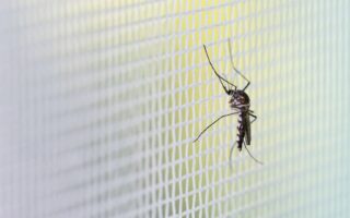 Mosquiteiros para berço